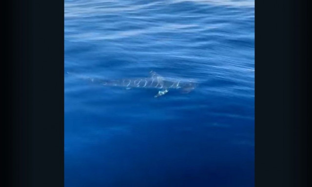Σφυροκέφαλος καρχαρίας κολυμπούσε στο Σαρωνικό - Εκπληκτικό video