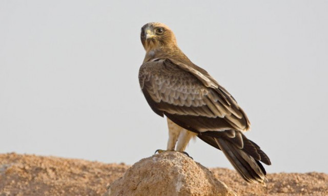 Τι δουλειά έχει μια κάμερα στην πλάτη ενός Κρητικού σταυραετού