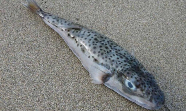 Θανατηφόρες… ψαριές στη Σύρο: Ψαράς έπιασε 19 λαγοκέφαλους