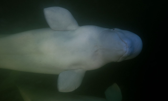 Οι γεμάτες περιέργεια φάλαινες μπελούγκα προσφέρουν μία δόση θεραπείας στον κόλπο Hudson του Καναδά