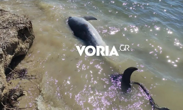 Θεσσαλονίκη: Νεκρό δελφίνι στην παραλία της Επανομής