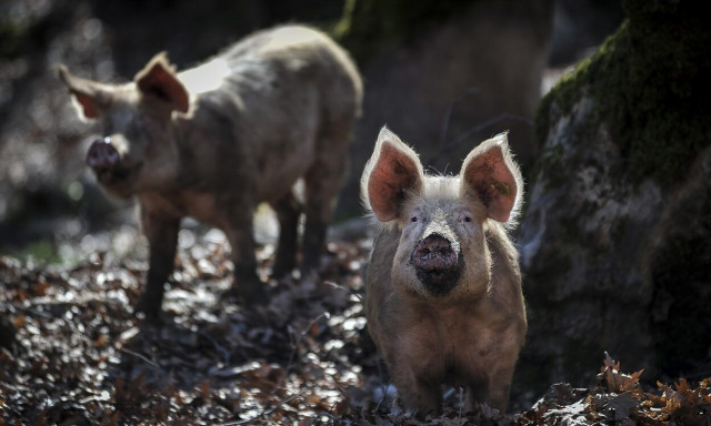 Νότια Αφρική: Αγρότης και οι υπάλληλοι του κατηγορούνται ότι τάισαν δύο γυναίκες σε γουρούνια