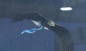 Ο αετός της Λάτσιο δεν πτοείται ούτε από τη... βροχή