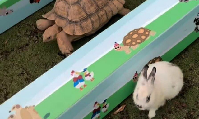 Ο μύθος του Αισώπου αναβίωσε στην Κίνα - Κέρδισε ο λαγός ή η χελώνα;