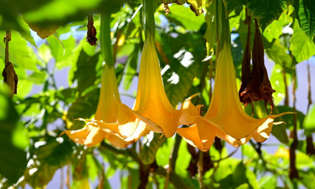 Όαση στο κέντρο της Λάρισας: Η μερακλού γιαγιά και η πολύχρωμη παρέα της