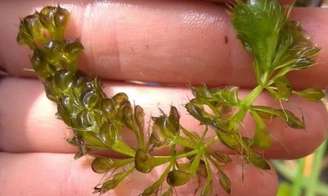 To «τέρας της Πρέσπας»: Αυτό είναι το σπάνιο και σχεδόν αόρατο σαρκοφάγο φυτό