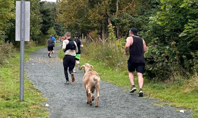 Καναδάς: Κατσίκα έτρεξε σε τοπικό μαραθώνιο - Κέρδισε μετάλλιο αλλά και την λατρεία του κοινού