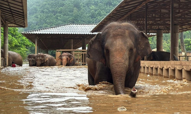 Διασώθηκαν 100 ελέφαντες για να γλιτώσουν από τις πλημμύρες σε δημοφιλές καταφύγιο στη Ταϊλάνδη