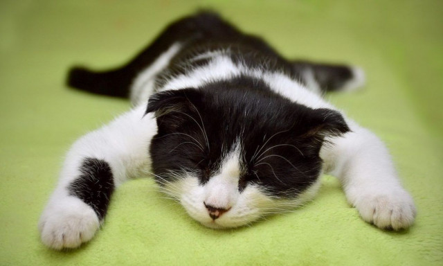 Ημερίδα με θέμα: «DNA και ζώα συντροφιάς: Ελλάδα 2030»