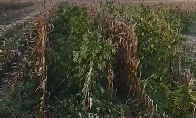 Εντοπίστηκε στη Θήβα η μεγαλύτερη χασισοφυτεία στην Ελλάδα – Καλλιεργούσαν πάνω από 8.000 δενδρύλλια