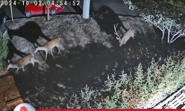 Ελάφια στη Χασιά: Από την Πάρνηθα στις αυλές των σπιτιών!