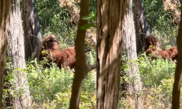 Tiktoker ισχυρίζεται πως είδε και κατέγραψε τον Bigfoot - «Ήταν η πιο τρομακτική εμπειρία»