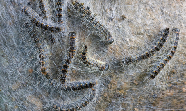 Εμφανίστηκαν τοξικές κάμπιες - Ένα τσίμπημα είναι αρκετό να προκαλέσει θάνατο