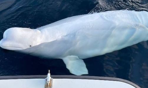 Νορβηγία: Αυτή είναι η αιτία θανάτου της «φάλαινας κατασκόπου»