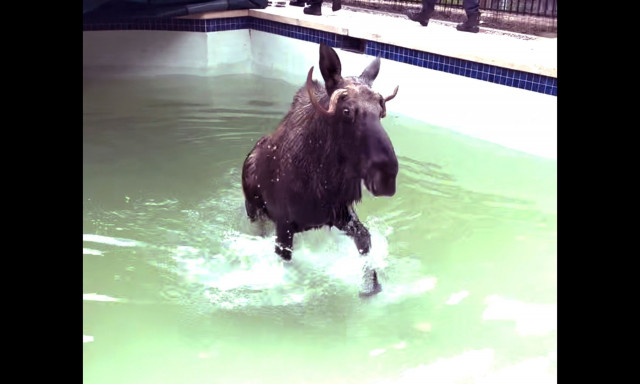 ΗΠΑ: Πώς γλίτωσε ένας τάρανδος από μια πισίνα στο Νιου Χαμσάιρ