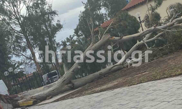 Κακοκαιρία Cassandra: Ξυλώθηκαν δέντρα στην παραλία Ασπροπύργου από την ένταση των ανέμων