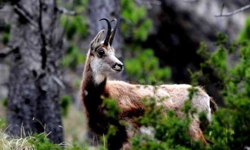 Ιωάννινα: Λαθροκυνηγοί πυροβόλησαν αγριόγιδο και κατέληξε σε ποτάμι