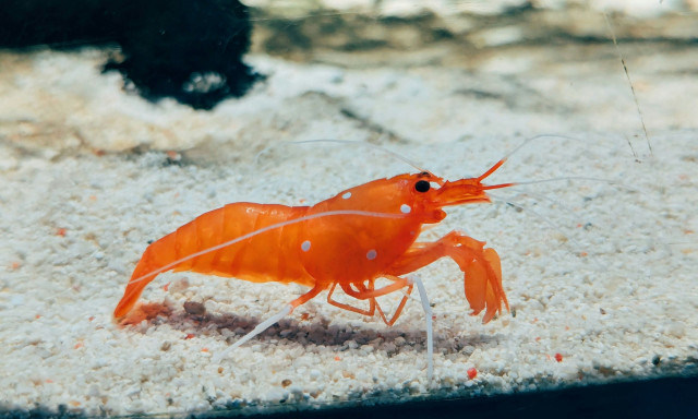 Θερμαϊκός κόλπος: Η γαρίδα του Ατλαντικού ήρθε για να μείνει - Ανησυχητικά γρήγορα η αναπαραγωγή της