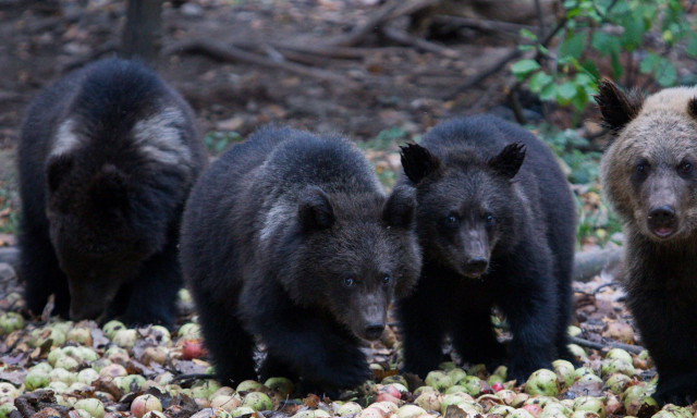 ΗΠΑ: Αρκούδα με 3 μικρά επιτίθεται σε άνδρα αφού «διέρρηξαν» σπίτι στο Κολοράντο