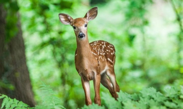 Ρόδος: Δύο άνδρες πυροβόλησαν και σκότωσαν «Πλατώνι», το προστατευόμενο ελάφι του νησιού