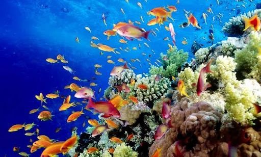 Μικροί Φύλακες της Θάλασσας - Μαθαίνοντας στα Παιδιά την Αξία του Θαλάσσιου Οικοσυστήματος