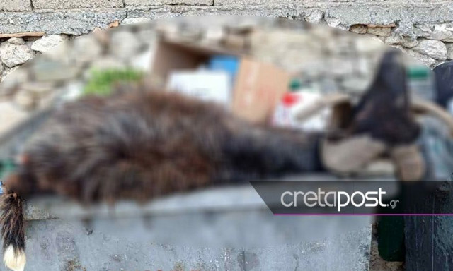 Αδιανόητο: Πέταξαν κριάρι σε κάδο απορριμμάτων στο Ηράκλειο
