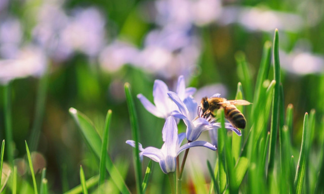 Αγωνία για τις μέλισσες στο Ηνωμένο Βασίλειο: Εγκρίνεται φυτοφάρμακο που τις σκοτώνει