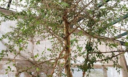 Χαμένο φυτό της Βίβλου καλλιεργείται 1.000 χρόνια μετά