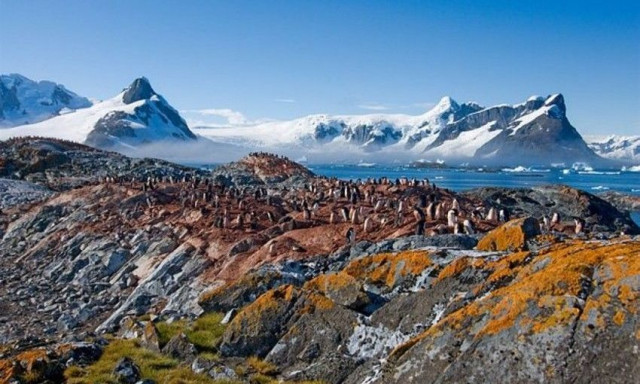 Κλιματική αλλαγή: Έκπληκτοι οι επιστήμονες - Πρασινίζει ταχύτατα η Ανταρκτική