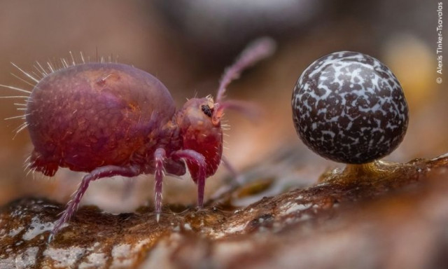 Wildlife Photographer of the Year 2024: Νικητής η φωτογραφία ενός πόδορου δίπλα σε γλοιώδη μούχλα