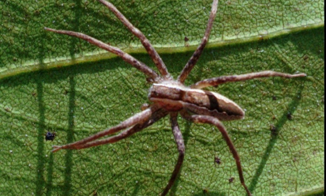 Τρομακτικό: Αράχνη - λύκος καταβροχθίζει ποντικό