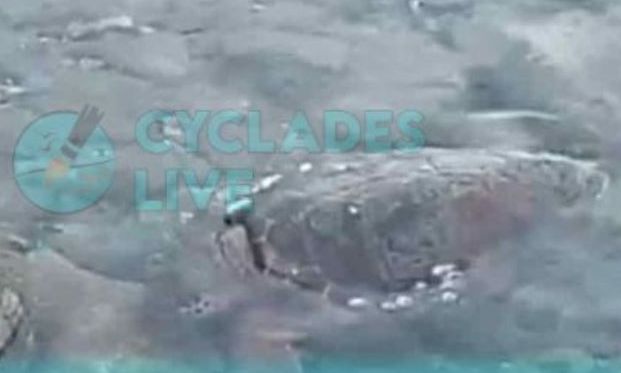 Πάρος: Νεκρή θαλάσσια χελώνα εντοπίστηκε να επιπλέει
