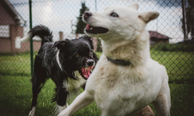 Βόλος: Αγέλη σκύλων επιτέθηκε και δάγκωσε 5χρονο - Στο νοσοκομείο το παιδί