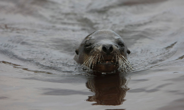 ΗΠΑ: Βρέθηκε θαλάσσιος λέοντας νεκρός από πυροβολισμό - Δίνεται αμοιβή για οποιαδήποτε πληροφορία