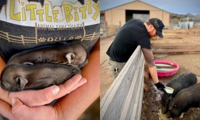 Τα γουρουνάκια που πετάχτηκαν στον δρόμο, τώρα απολαμβάνουν τη ζωή