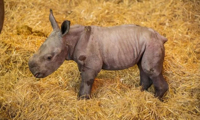 Σπάνιο μωρό λευκού ρινόκερου φωτογραφίζεται και κερδίζει τις εντυπώσεις