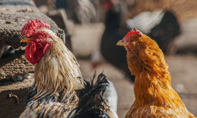 ΗΠΑ: Οι αρχές κατέγραψαν την πρώτη από το 2017 έξαρση της φονικής γρίπης των πτηνών H7N9