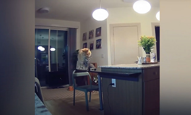 Γάτα μαθαίνει στο νέο γατάκι της οικογένειας τους «κανόνες του σπίτιου» - Δείτε το βίντεο