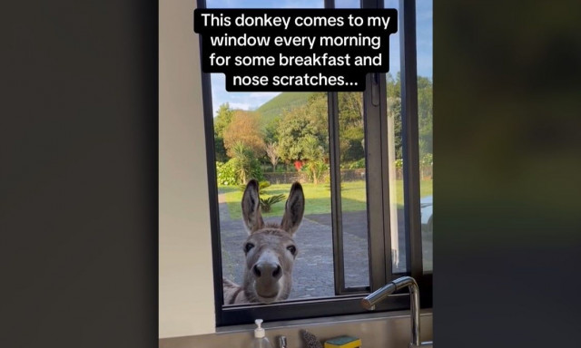 Πανέξυπνο γαϊδουράκι «εισβάλει» σε σπίτι και ζητάει κέρασμα - Απίστευτο βίντεο