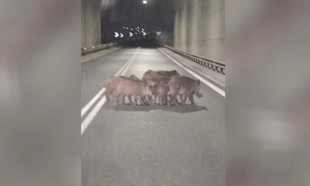 Αγέλη αγριογούρουνων στη μέση του δρόμου στην παλιά εθνική έξω από τη Λάρισα