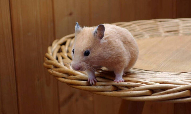 Ισπανία: Μητέρα πέθανε αφού την δάγκωσε το χάμστερ της