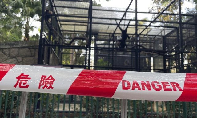 Χονγκ Κονγκ: 9 μαϊμούδες πέθαναν υπό ασυνήθιστες συνθήκες σε ζωολογικό κήπο