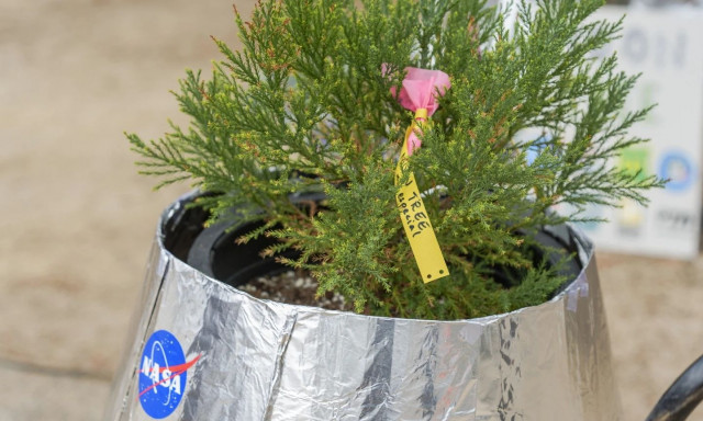 ΗΠΑ: Σχολείο φύτεψε ένα «Δέντρο του Φεγγαριού» - Καλλιεργήθηκε με σπόρους που πέταξαν στο διάστημα!