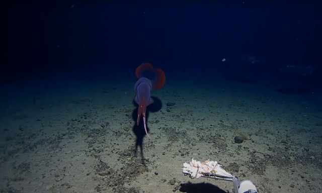 Τεράστιο μυστηριώδες καλαμάρι εμφανίστηκε σε βάθος 1.000 μέτρων κάτω από την επιφάνεια