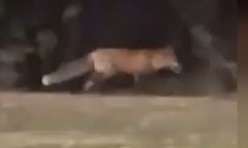 Θεσσαλονίκη: Αλεπού «έκοβε βόλτες» κοντά στο δικαστικό μέγαρο