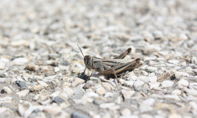 Έντομα στην διατροφή μας: Πού τα συναντάμε χωρίς να το γνωρίζουμε