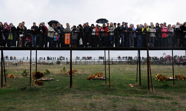 Κριμαία: Μια εργαζόμενη σε πάρκο άγριας ζωής σκοτώθηκε από τρία λιοντάρια