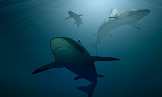 Επιστήμονες κατέγραψαν για πρώτη φορά «φωνή» καρχαρία