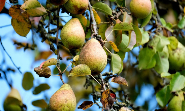 Τραγωδία στην Αχαΐα: Ανέβηκε στο δέντρο να μαζέψει αχλάδια, έπεσε και σκοτώθηκε