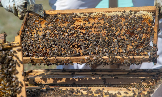 Γιατί εξαφανίζεται το ελληνικό μέλι; Η μείωση στην παραγωγή και ο «βραχνάς» των ελληνοποιήσεων